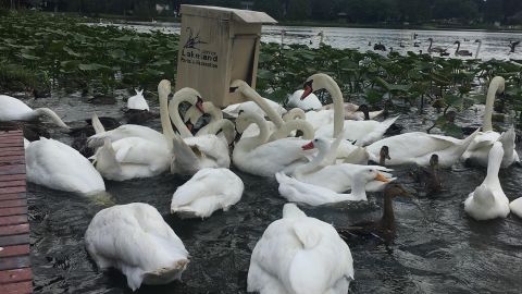 Swans crowd around a feeding box on Lake Morton. 