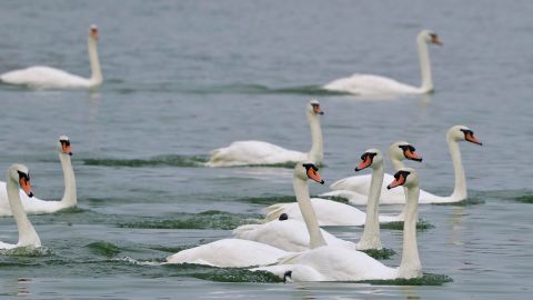 Swans in Lakeland, Florida. (AP Photo/Chris O'Meara)