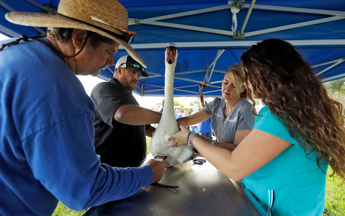 Dr. Patricia Mattson and Kimberly Crane examine a mute swan on Lake Morton in 2018. (AP Photo/Chris O'Meara)