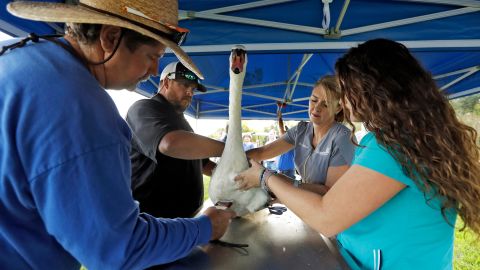Dr. Patricia Mattson and Kimberly Crane examine a mute swan on Lake Morton in 2018. (AP Photo/Chris O'Meara)
