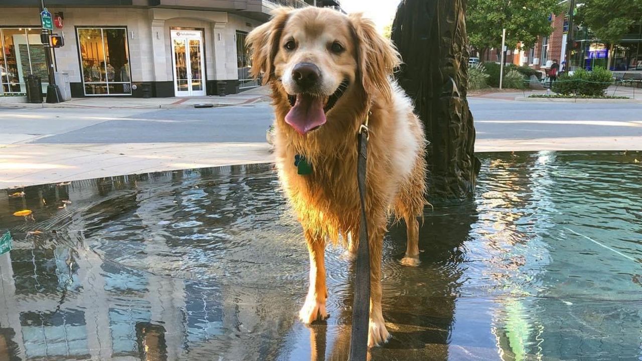 Charlie loved jumping into water.