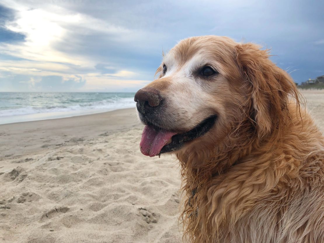 Golden retriever remembered for loving everything except stairs. He ...