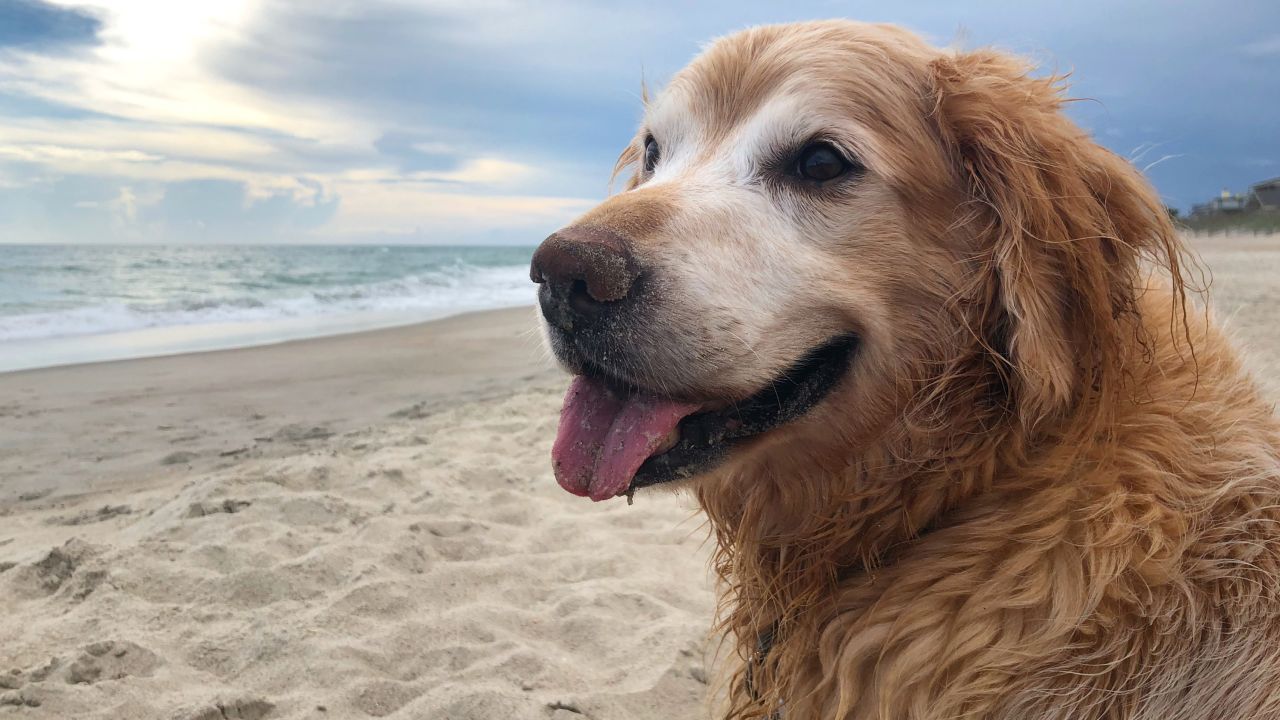 Charlie enjoys one last trip to the beach.