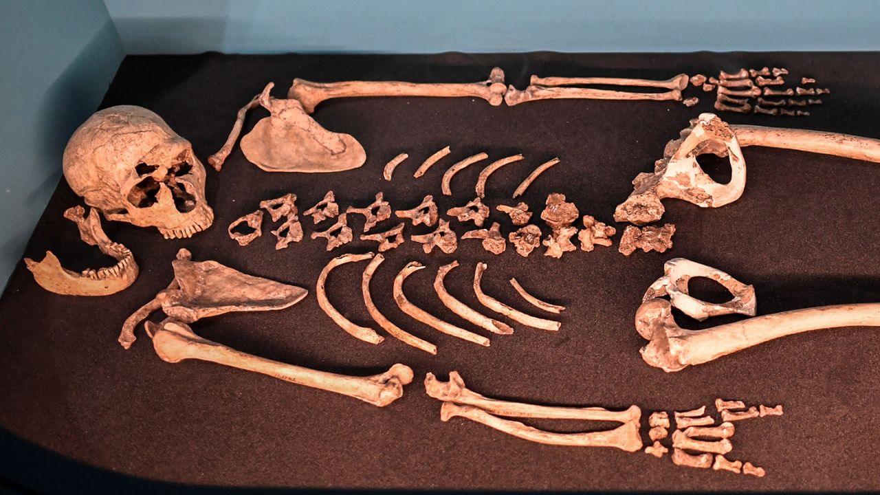 The skeleton of La Ferrassie 1 male displayed for the Neanderthal exhibition at the Musee de l'Homme in Paris.
STEPHANE DE SAKUTIN/AFP via Getty Images