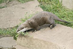 Pumpkin, a female otter, recently lost her partner Eric.