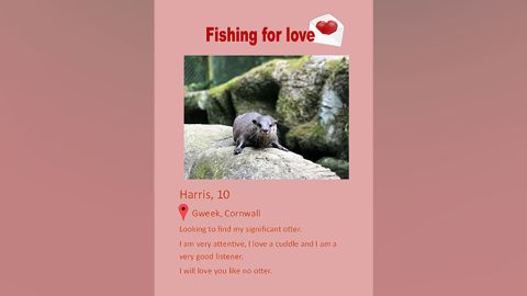 The Cornish Seal Sanctuary team created Harris a dating profile, sending it out in the hope of finding his new perfect match.