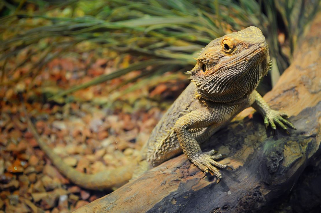 Outbreak strain of Salmonella traced to pet bearded dragons; 25 states  involved