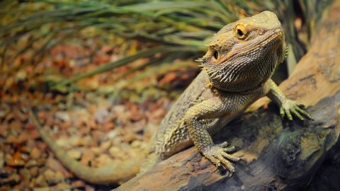 A Salmonella outbreak has been tied to pet bearded dragons.
