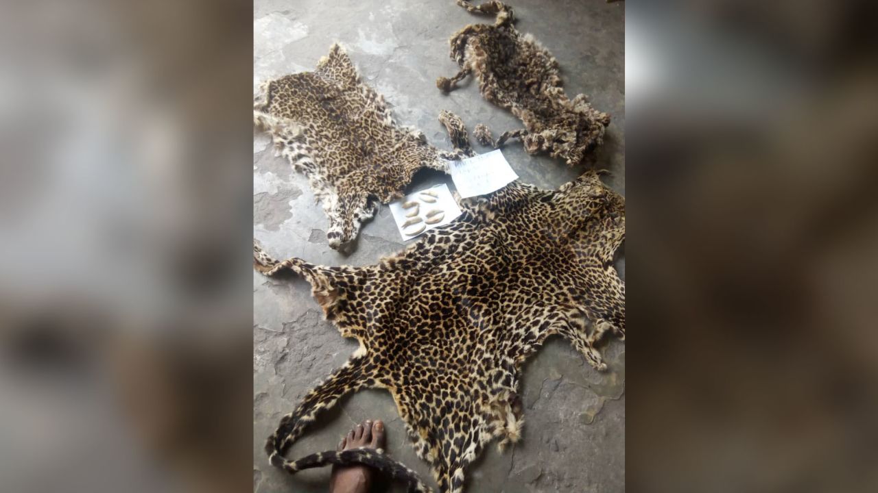 These leopard skins were confiscated from poachers in the Democratic Republic of Congo during the pandemic.
