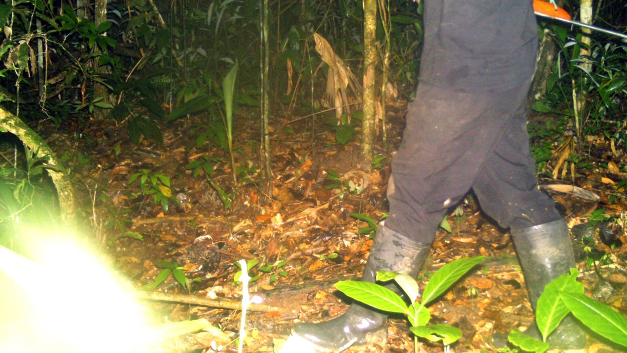 Poacher active in jaguar range in undisclosed location in South America during the COVID-19 pandemic. April 24, 2020