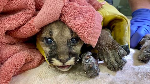 The mountain lion cub had its whiskers singed off, and his paws are badly burned.