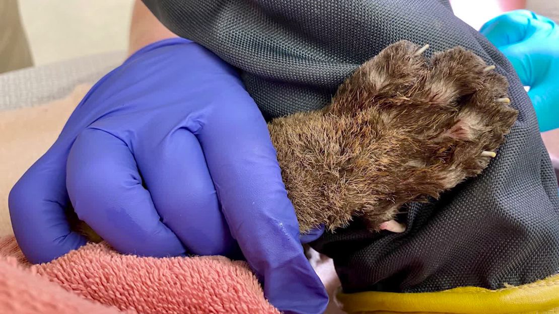 A mountain lion cub is recovering from burns on his paws after being rescued from the Zogg Fire in California.