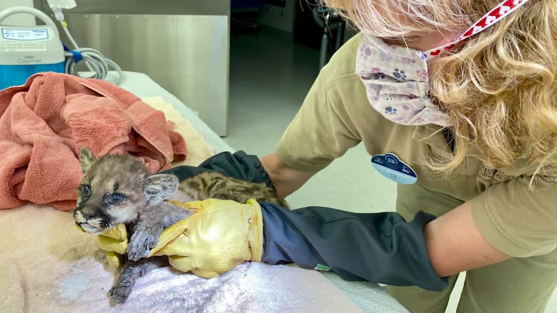 A mountain lion cub is being cared for at the Oakland Zoo after being rescued from a wildfire in California.