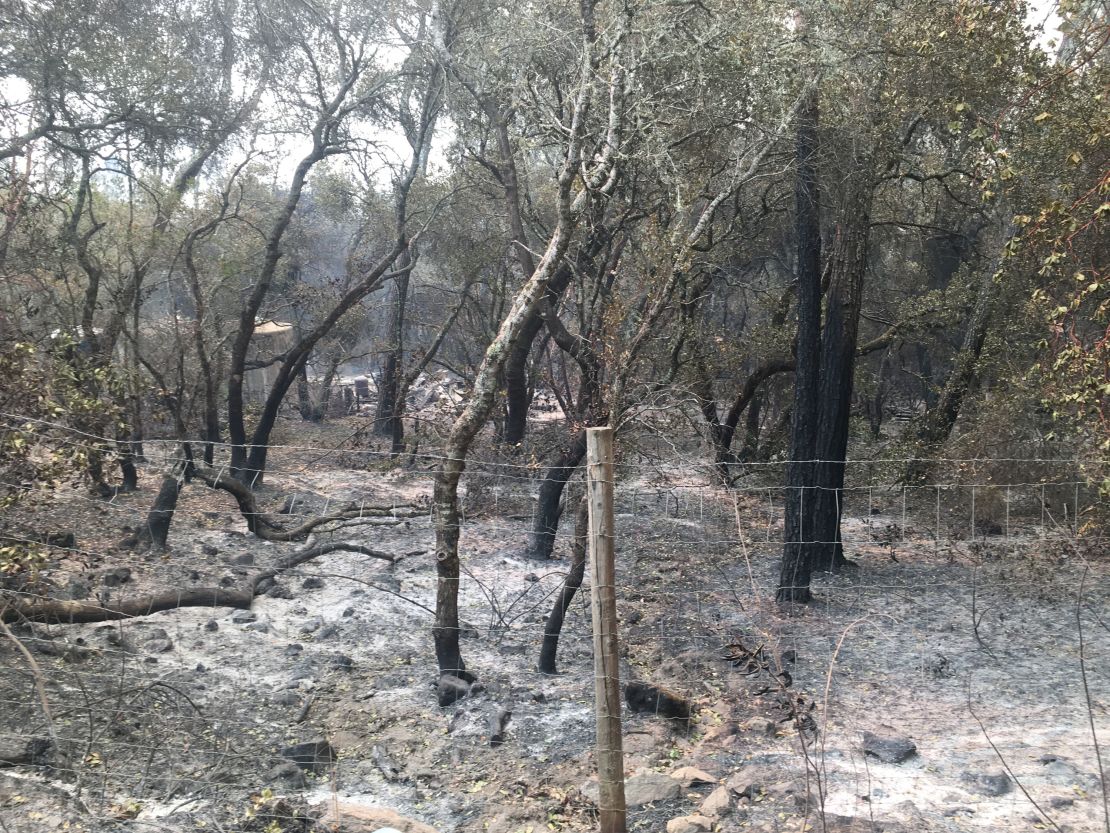 Scorched trees and ash near Jan Zakin's home in St. Helena, California.