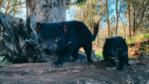 The conservation program has reintroduced a total of 26 devils to mainland Australia.