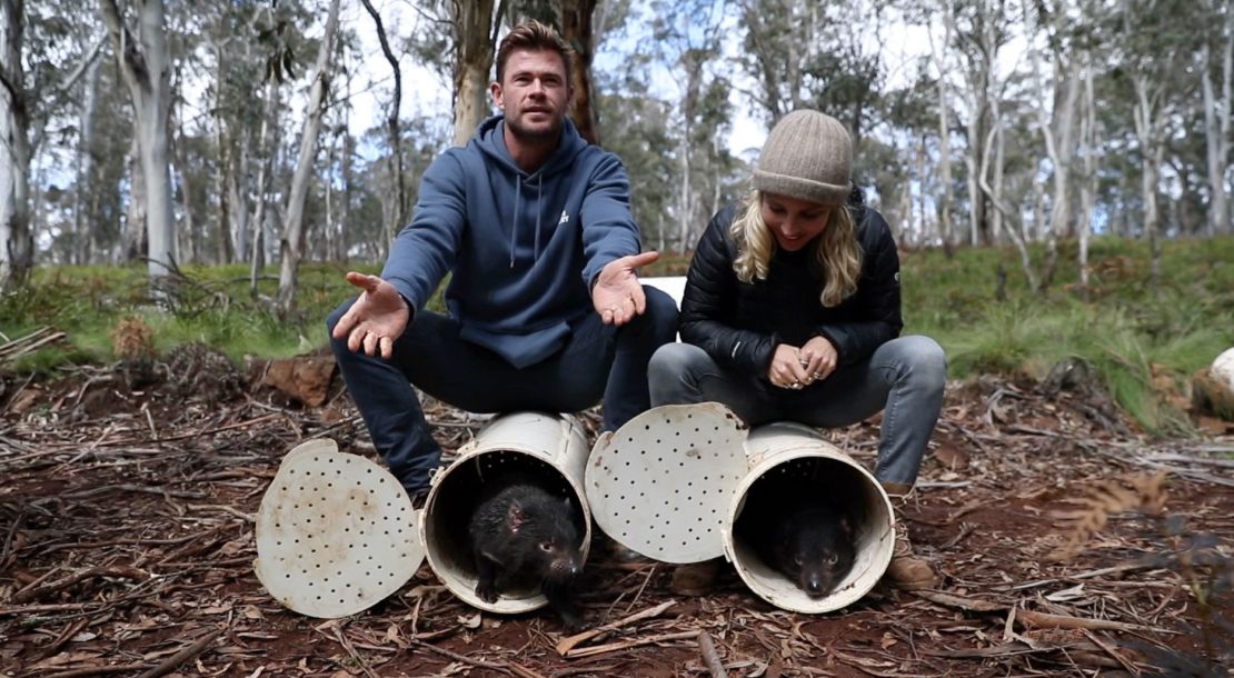 Actors Chris Hemsworth and Elsa Pataky help release Tasmanian Devils into the wild on mainland Australia. 
