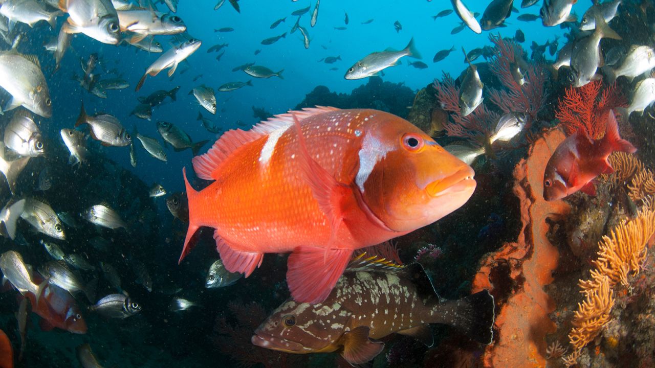 Benjamin has been capturing images of South Africa's marine environments and wildlife since 2008. He took this photo of a <a href="http://orcafoundation.com/2017/08/endemic-red-roman/" target="_blank" target="_blank">red roman</a> in the<a href="http://mpaforum.org.za/portfolio/de-hoop-mpa/" target="_blank" target="_blank"> De Hoop Marine Protected Area</a>, along South Africa's eastern coast. These reef fish are found nowhere else in the world and are especially vulnerable to overfishing. As of 2019, South Africa had declared <a href="https://saveourseas.com/south-africa-announces-20-new-marine-protected-areas/#:~:text=The%20additions%20build%20on%20and,mainland%20territory%20MPAs%20to%2041." target="_blank" target="_blank">42 marine protected areas</a> (MPAs), totaling 5% of the country's ocean territory.