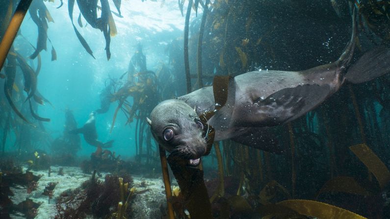 Cape fur seals, which are often referred to as the "dogs of the ocean," play in the kelp forest around Duiker Island in Hout Bay. These animals were once threatened, but <a href="index.php?page=&url=https%3A%2F%2Fwww.animalocean.co.za%2F2016%2F09%2Ffacts-about-the-cape-fur-seal%2F" target="_blank" target="_blank">today their population has risen to around two million.</a> Before the pandemic, they had become a popular tourist attraction around Cape Town and when Benjamin isn't taking photographs, <a href="index.php?page=&url=https%3A%2F%2Fwww.animalocean.co.za%2F" target="_blank" target="_blank">he runs seal snorkeling expeditions.</a>