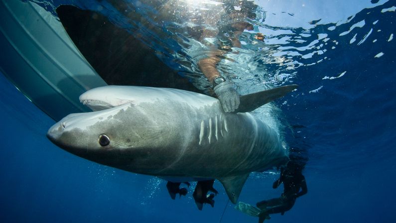 Scientists fit a satellite tag to a <a href="index.php?page=&url=https%3A%2F%2Fwww.nationalgeographic.com%2Fanimals%2Ffish%2Ft%2Ftiger-shark%2F" target="_blank" target="_blank">tiger shark</a>, to track its movements. Benjamin explains that this is done to understand where these animals spend their time and where they are likely to come into conflict with humans or get caught by fishermen. This information helps to support and inform how MPAs are managed and designed, he says.
