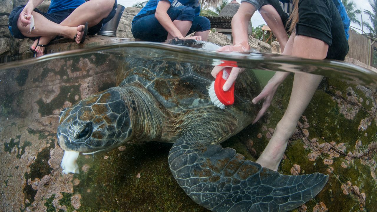 This green turtle was photographed while undergoing rehabilitation at a Durban aquarium before being released. Over the course of his career, Benjamin has photographed hundreds of turtles all over Africa -- from Madagascar to Tanzania and his native South Africa. He especially loves this photo because it shows that while many marine animals are negatively impacted by human activity, humans are also crucial in caring for and protecting them. <br />