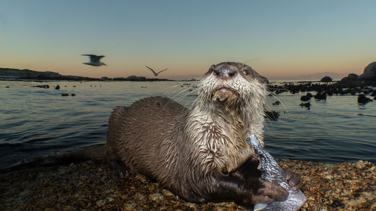 <a href="http://orcafoundation.com/2017/08/cape-clawless-otter/" target="_blank" target="_blank">A Cape clawless otter</a> enjoys the abundance of food in Cape Town's False Bay. Benjamin says that MPAs allow top predators, like this otter, to thrive in a healthy ecosystem. 