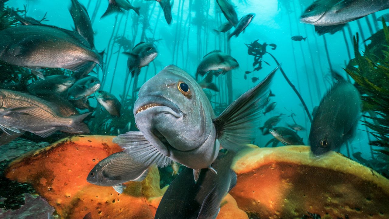This Cape bream was photographed in the kelp forests around Cape Town, which are part of the <a href="https://www.sanparks.org/parks/table_mountain/conservation/marine.php" target="_blank" target="_blank">Table Mountain MPA.</a> Benjamin explains that marine protected areas help to manage the environment, keep marine ecosystems working properly and protect the range of species living there, helping people to benefit from the ocean.