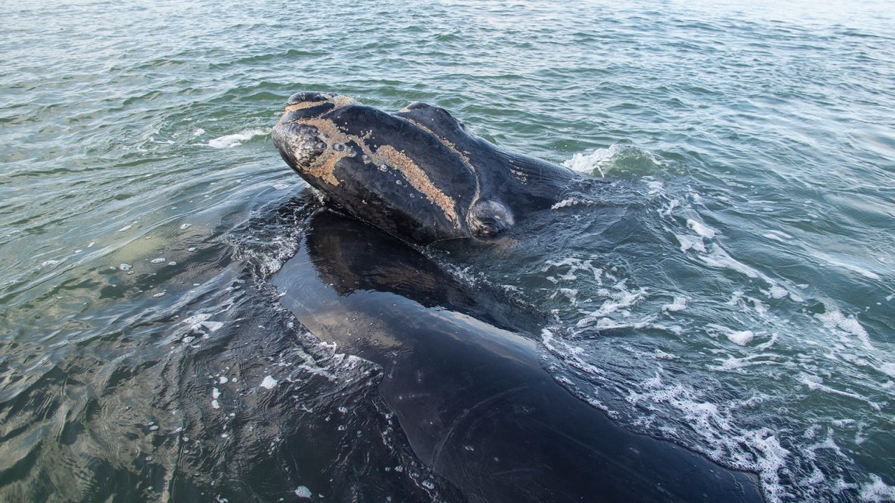 <a href="https://www.greenpeace.org/africa/en/blogs/8510/10-key-facts-about-the-southern-right-whale-and-why-its-important-to-protect-their-habitat/" target="_blank" target="_blank">Southern right whales</a> give birth in the shallow bays along the Southern Cape coastline of South Africa. In Hermanus, an MPA, restricted boat access gives these gentle giants a chance to raise their young in peace. After obtaining a special permit, it took Benjamin a week to get this shot. Eventually a mother and calf made their way towards the boat and the calf raised its head for the camera at just the right moment.