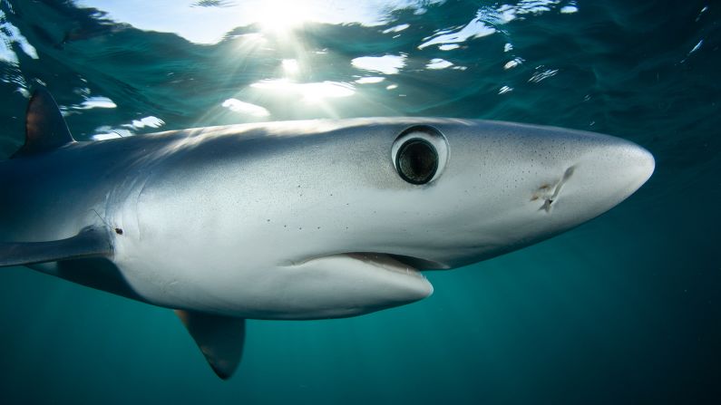 <a href="index.php?page=&url=https%3A%2F%2Foceana.org%2Fmarine-life%2Fsharks-rays%2Fblue-shark" target="_blank" target="_blank">Blue sharks</a> visit the offshore waters of South Africa. In 2019, South Africa added its first large offshore reserves, located around 50 kilometers out to sea, to its list of marine protected areas. Benjamin says these MPAs help to ensure that offshore ecosystems continue to sustain South Africa's fisheries, <a href="index.php?page=&url=https%3A%2F%2Fwww.iucn.org%2Fresources%2Fissues-briefs%2Fmarine-protected-areas-and-climate-change" target="_blank" target="_blank">buffer us from climate change</a> and inspire us to further explore the secrets that lie beneath our blue horizon. 
