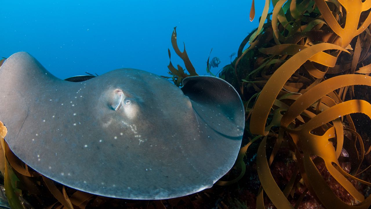 Benjamin captured this image of a <a href="https://www.floridamuseum.ufl.edu/discover-fish/species-profiles/dasyatis-brevicaudata/" target="_blank" target="_blank">short-tail stingray</a> gliding over an offshore kelp forest on Alphard Banks in the Western Cape, which was declared a MPA in 2019. To get this shot, he traveled 2.5 hours offshore by boat and dove into a kelp forest where rays were hovering above him. One particularly curious stingray made its way down towards him and that's when he snapped this image, using a Nikon D70 camera in a Subal underwater housing.