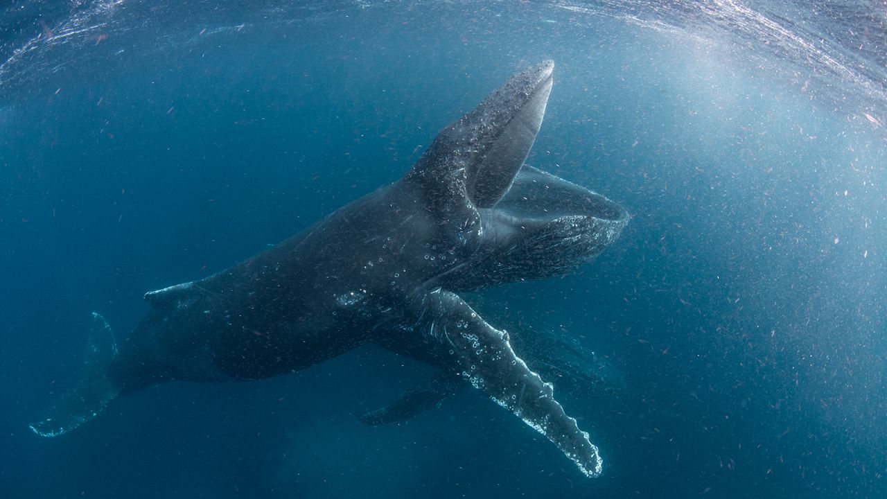MPAs have also helped bolster whale populations. In 2017, scientists discovered that humpback whales congregate off South Africa's west coast to feed in tight groups numbering in the hundreds, called "super-groups," Benjamin says. These whales have <a href="https://www.nationalgeographic.com/animals/2019/07/humpback-whales-recovery-south-africa/" target="_blank" target="_blank">recently returned</a> to areas from which they were previously exterminated.