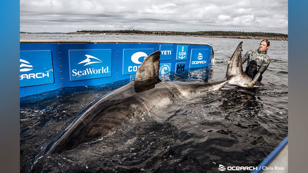 Nukumi is the largest shark the OCEARCH researchers have tagged and sampled during the current expedition.