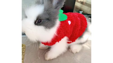 ANIAC Soft Bunny West kostiumas