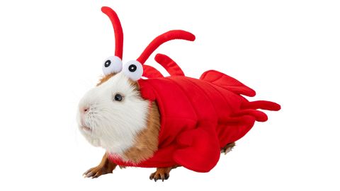 Jaudulys ir šaltkrėtis jūrų kiaulytės omaro Helovino kostiumas