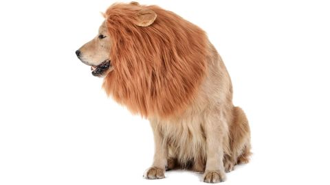 Tomsenn Dog Lion Man