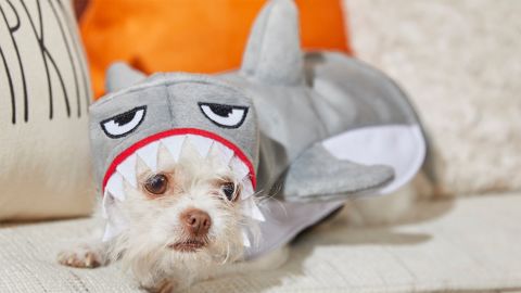 Frisco Shark Attack šunų ir kačių kostiumas