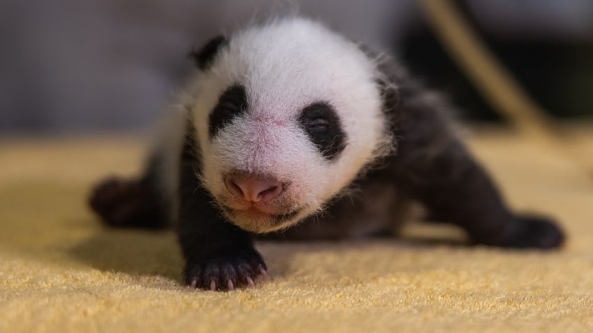 01 baby boy panda