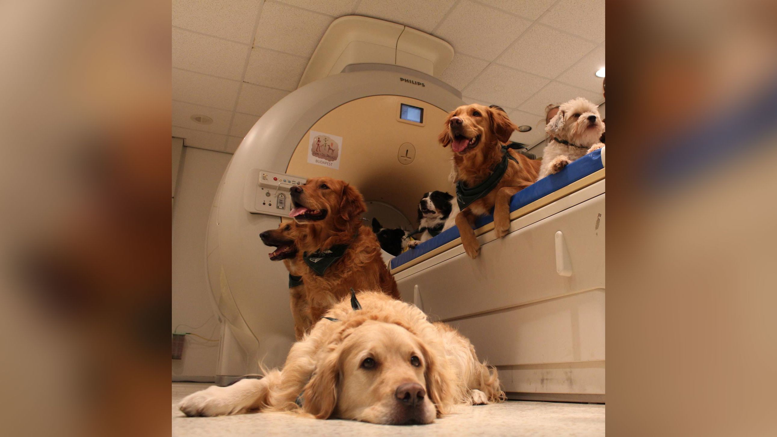 Dogs' brains react just as much to faces as the backs of heads.