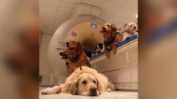 Researchers at the department of Ethology at Eötvös Loránd University trained the dogs so they are capable of scanning the brains of awake, unrestrained dogs.