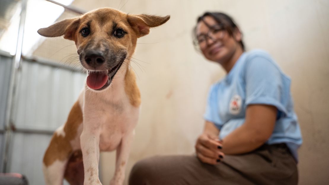 This is Daisy, a dog in Cambodia who has been saved from slaughter thanks to the help of animal rescue group Four Paws.