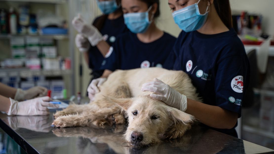 The rescue and removal of the dog cages and dogs from the dog slaughterhouse in places like Cambodia have been complicated by travel restrictions.