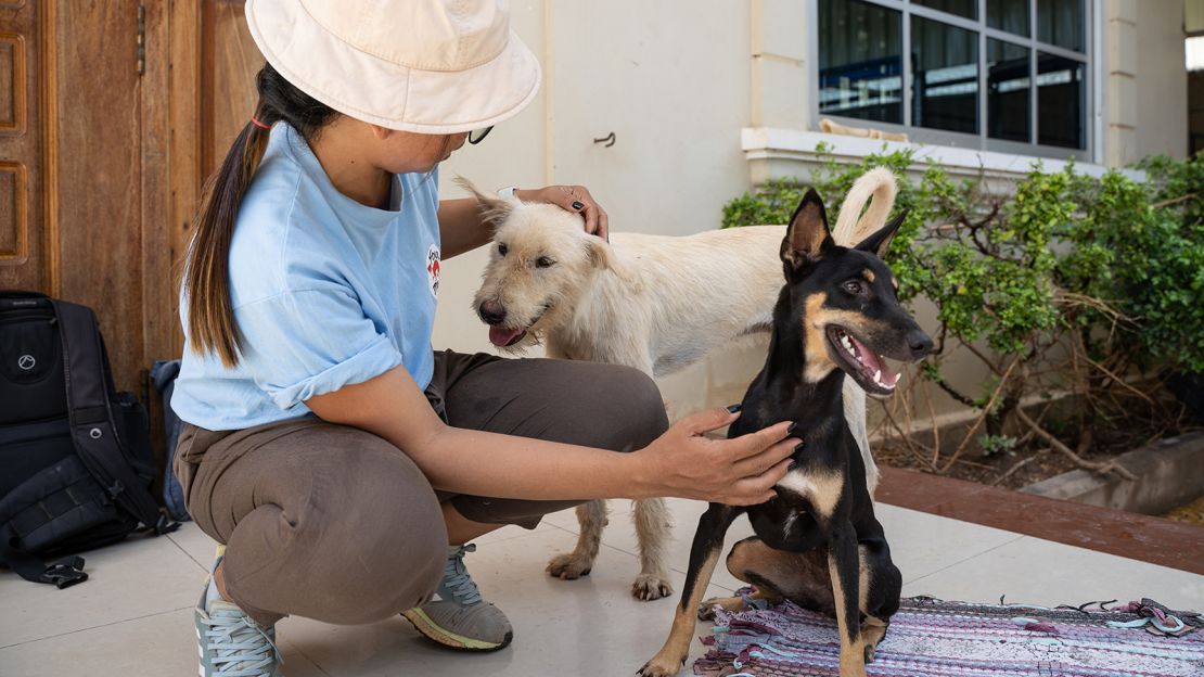 The essential work of relocating dogs and cats from high-risk situations to places with a greater demand for adoption is packed with new barriers.