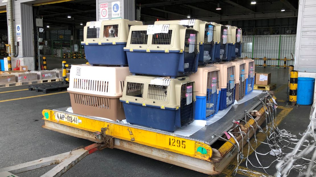 Dogs depart South Korea and prepare for a long flight to the US where they hope to be rescued.