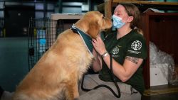 More than 100 dogs rescued from South Korea's dog meat trade arrive at Dulles International Airport on Wednesday, July 15, 2020. The dog pictured here is Cassie. (Photo by Meredith Lee/The HSUS)