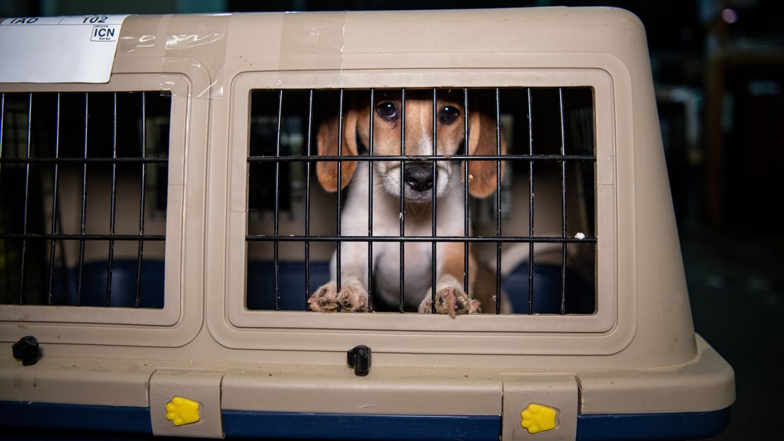 More than 100 dogs rescued from South Korea's dog meat trade arrive at Dulles International Airport in June this summer. 