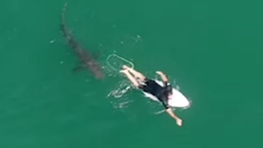 From Surf Life Saving NSW press release: World championship tour surfer Matt Wilkinson has had a close encounter with a shark while surfing at Sharpes Beach at Ballina, Australia, on October 7.
