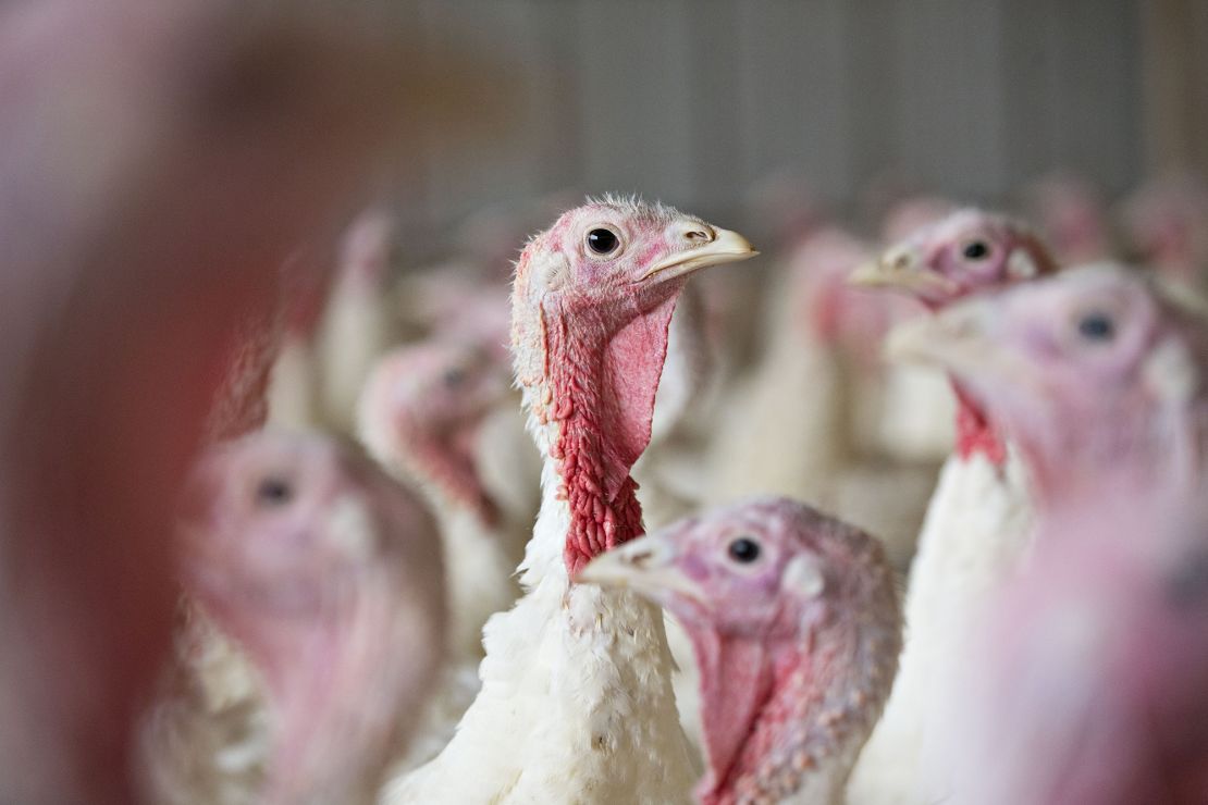 Grocers expect customers to shop for smaller turkeys this year.
