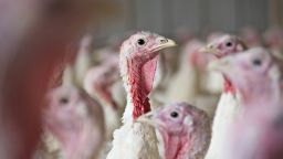US turkey farm FILE RESTRICTED