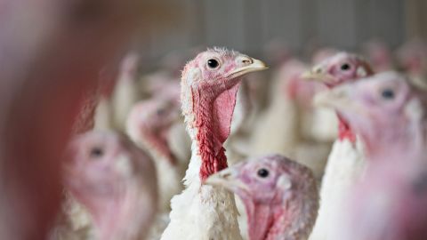 Grocers expect customers to shop for smaller turkeys this year. 