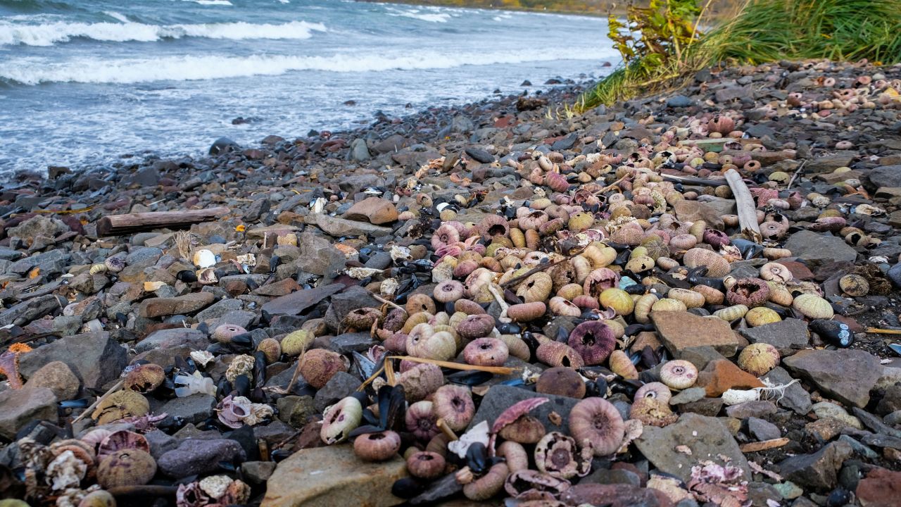 Large amounts of dead molluscs and other marine creatures were found onshore in the area of Khalaktyr beach.