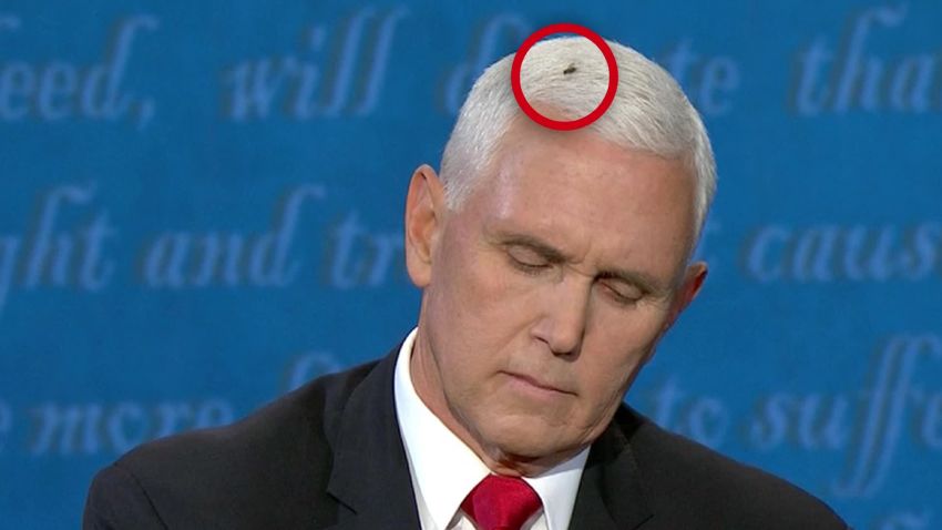 mike pence fly on head